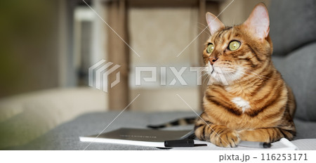 Bengal cat on the sofa with an open notebook or notepad. Bengal cat on the sofa with an open notebook or notepad. 116253171