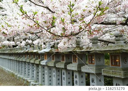 安倍文殊院のさくら 116253270