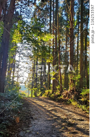 光さす早朝の林道を歩く　山道の風景 116253597