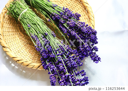 ラベンダーの花束 ラベンダーの花束 116253644