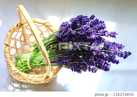ラベンダーの花束 ラベンダーの花束 116253650
