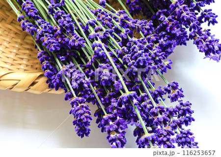 ラベンダーの花束 ラベンダーの花束 116253657