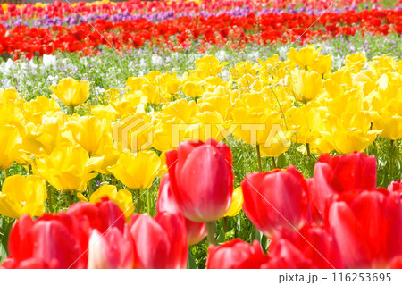 【大阪府】4月・爽やかな春、透き通った青空、満開のチューリップで賑わう観光地 116253695