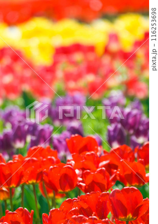 【大阪府】4月・爽やかな春、透き通った青空、満開のチューリップで賑わう観光地 【大阪府】4月・爽やかな春、透き通った青空、満開のチューリップで賑わう観光地 116253698