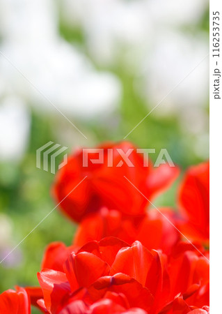 【大阪府】4月・爽やかな春、透き通った青空、満開のチューリップで賑わう観光地 【大阪府】4月・爽やかな春、透き通った青空、満開のチューリップで賑わう観光地 116253735