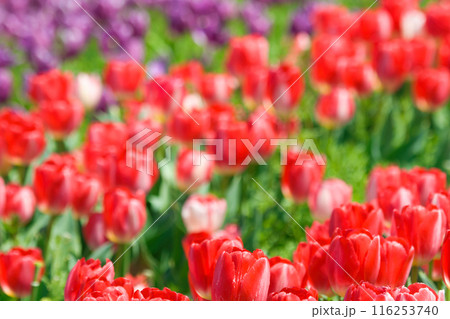 【大阪府】4月・爽やかな春、透き通った青空、満開のチューリップで賑わう観光地 116253740