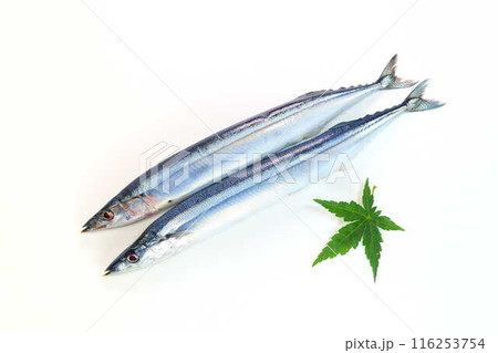サンマ 秋刀魚 さんま サンマ 秋刀魚 さんま 116253754