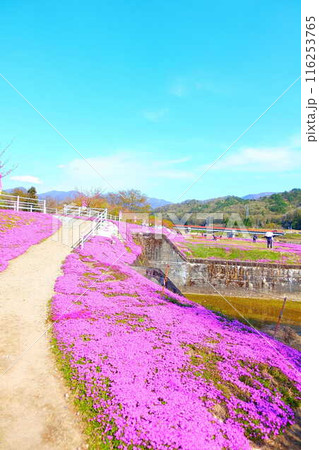 芝桜　シバザクラ　しばざくら　立谷川　桜　山形市 116253765