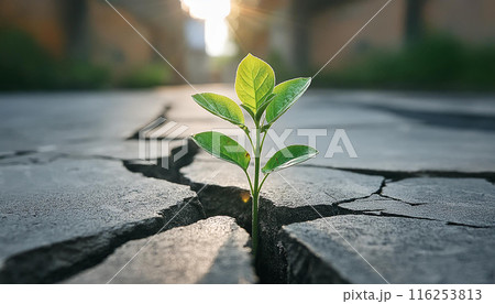 A single sprout growing through a cracked concrete floor A single sprout growing through a cracked concrete floor 116253813