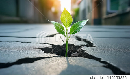 A single sprout growing through a cracked concrete floor 116253823