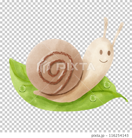Cute snail on wet green leaf 116254143