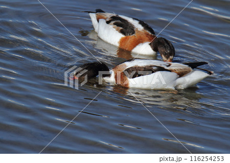 荒尾市 海岸 ツクシガモ、 荒尾市 海岸 ツクシガモ、 116254253