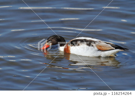 荒尾市　海岸　ツクシガモ、 116254264