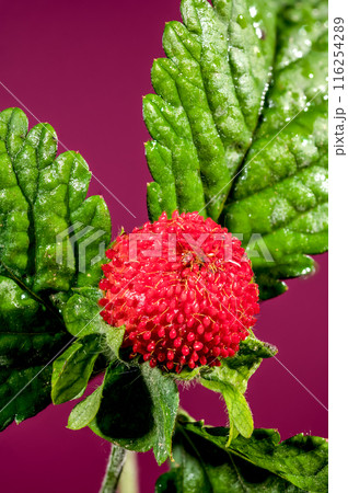 Blooming red Duchesnea indica on a pink background 116254289