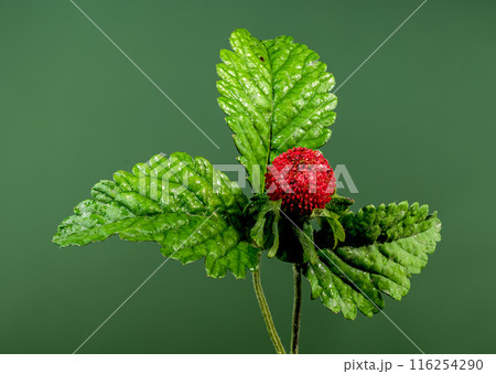 Blooming red Duchesnea indica on a green background Blooming red Duchesnea indica on a green background 116254290