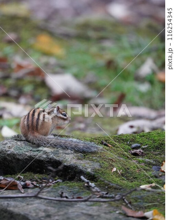 耳を澄まして、尻尾が可愛いシマリス 耳を澄まして、尻尾が可愛いシマリス 116254345