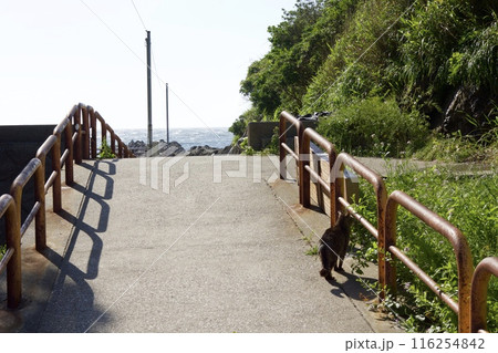 城ヶ島公園 城ヶ島の春の風景 城ヶ島公園 城ヶ島の春の風景 116254842