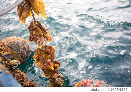 岩手県三陸海岸　耳吊り養殖ホタテ貝 116254885