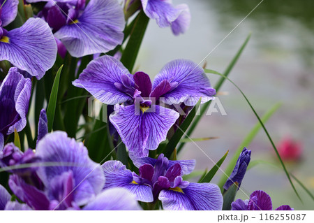 石橋文化センターの花菖蒲 116255087