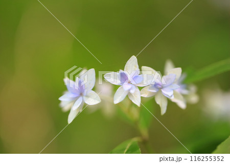 シチダンカ（七段花）ヤマアジサイ 116255352