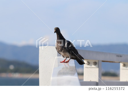 青空と海と鳩 116255372