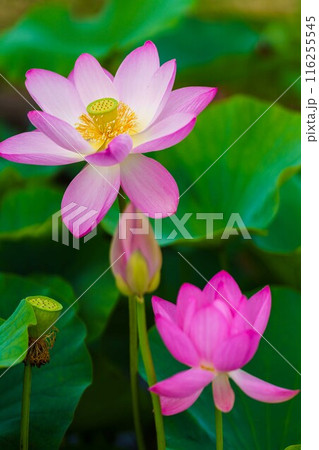 蓮が綺麗 蓮が綺麗 116255545