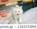 怒っている子猫ちゃん 116255868