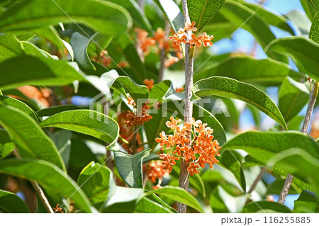 キンモクセイ(金木犀) キンモクセイ(金木犀) 116255885