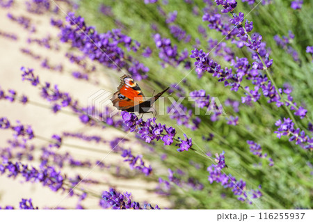 Bright Peacock butterfly sitting on blooming violet lavender flower close up, macro Bright Peacock butterfly sitting on blooming violet lavender flower close up, macro 116255937