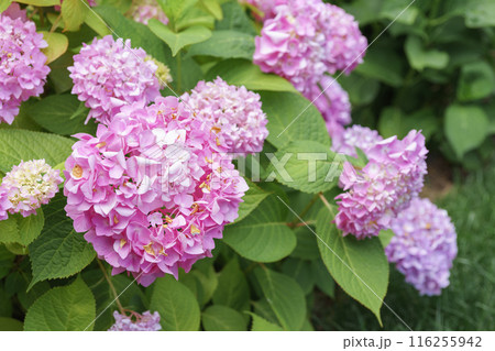 Bush of blooming pink flowers of hydrangea macrophylla Pink Annabelle close up in the garden 116255942