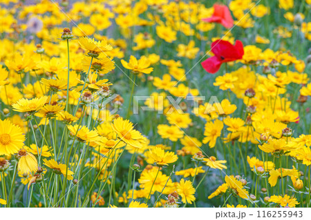 Field of yellow flower lance leaved, Coreopsis lanceolata, Lanceleaf Tickseed or Maiden's eye Field of yellow flower lance leaved, Coreopsis lanceolata, Lanceleaf Tickseed or Maiden's eye 116255943