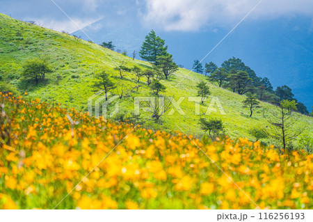 （長野県）満開のニッコウキスゲが美しい・霧ヶ峰高原 116256193