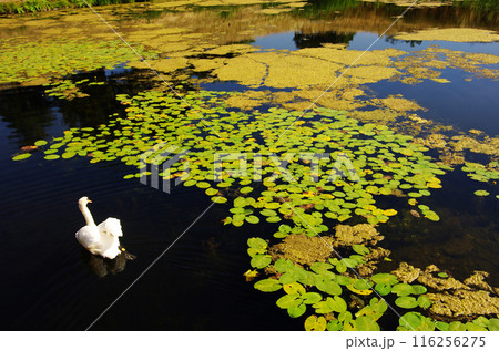 コペンハーゲンの聖オルバン教会横の運河の白鳥 116256275