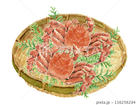 水彩で描いたヒバを敷いたザルに盛った毛蟹の水彩画【手描き】白バック 透過背景  116256284