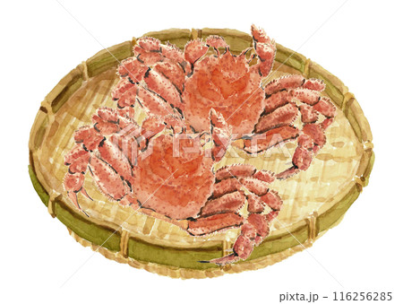 水彩で描いたザル盛りの毛ガニの水彩イラスト【手描き】白バック 透過背景 116256285