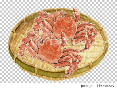 水彩で描いたザル盛りの毛ガニの水彩イラスト【手描き】白バック 透過背景 116256285