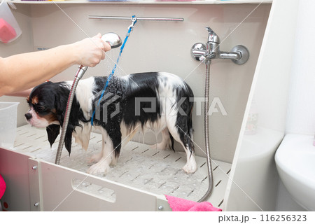 portrait of Cavalier King Charles spaniel dog taking shower with shampoo. dog takes bubble bath in an animal grooming salon. 116256323