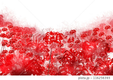 赤い彼岸花、曼殊沙華の花のカード 赤い彼岸花、曼殊沙華の花のカード 116256393