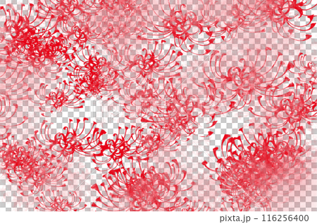 赤い彼岸花、曼殊沙華の花のカード淡い色 116256400