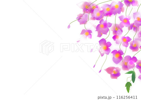 釣舟草（ツリフネソウ）の花のカード5 116256411