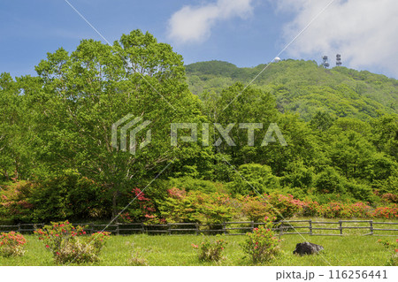 赤城山の赤城白樺牧場から見る地蔵岳 赤城山の赤城白樺牧場から見る地蔵岳 116256441