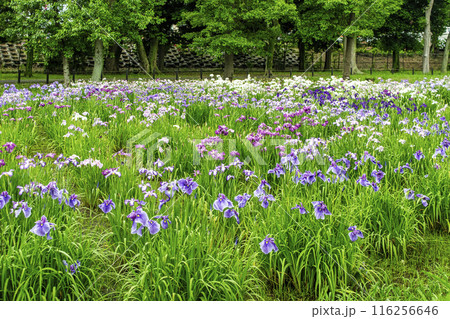 東京都　都立水元公園　葛飾菖蒲まつり 116256646