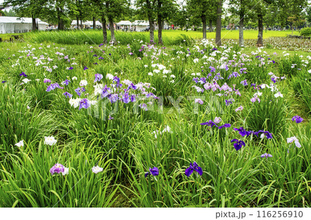 東京都 都立水元公園 葛飾菖蒲まつり 東京都 都立水元公園 葛飾菖蒲まつり 116256910