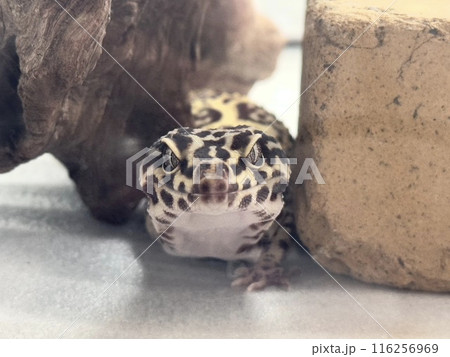 見つめるレオパードゲッコー 116256969