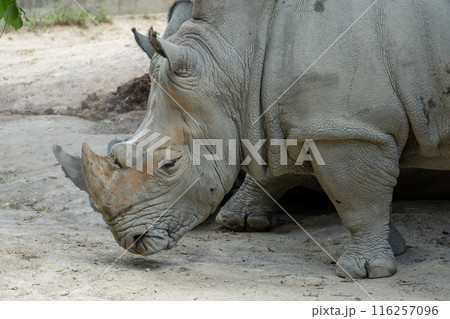 動物園のミナミシロサイ 動物園のミナミシロサイ 116257096