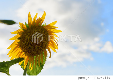 ひまわり畑に咲くヒマワリ 116257115