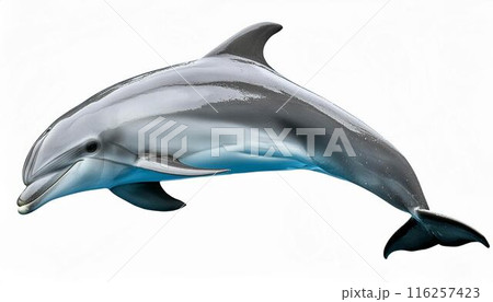 イルカ　海豚　動物　白背景 116257423