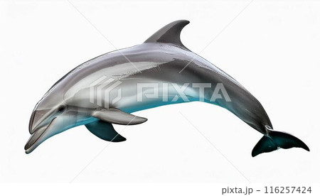 イルカ　海豚　動物　白背景 116257424