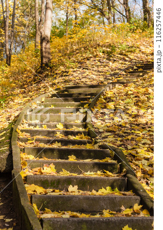 Forest stairs covered with gold autumn leaves 116257446