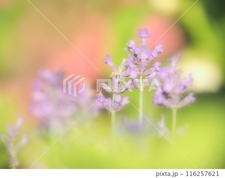 陽射しを受けて咲くラベンダーの花 116257621